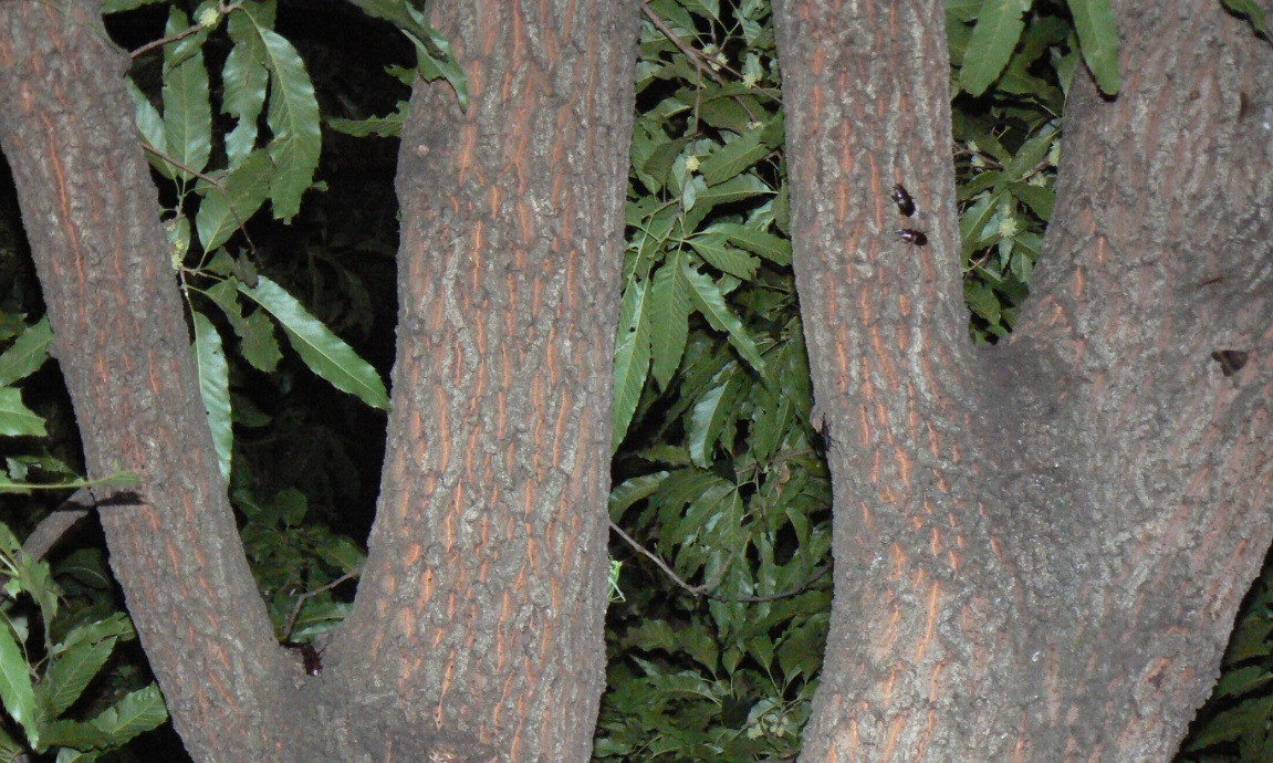 団地前のクヌギ_4m上の2本のY字幹_ノコギリクワガタペア＆1♂ 2021年6月18日 19時55分頃 気温23度